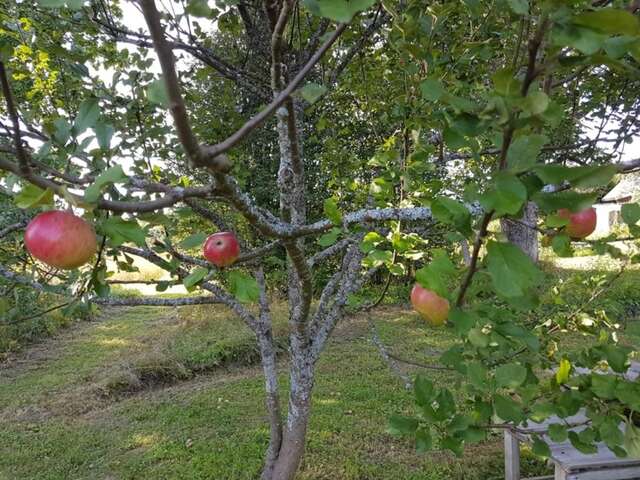 Отели типа «постель и завтрак» Abelites Paradies Apfelbaum Naukšēni-11